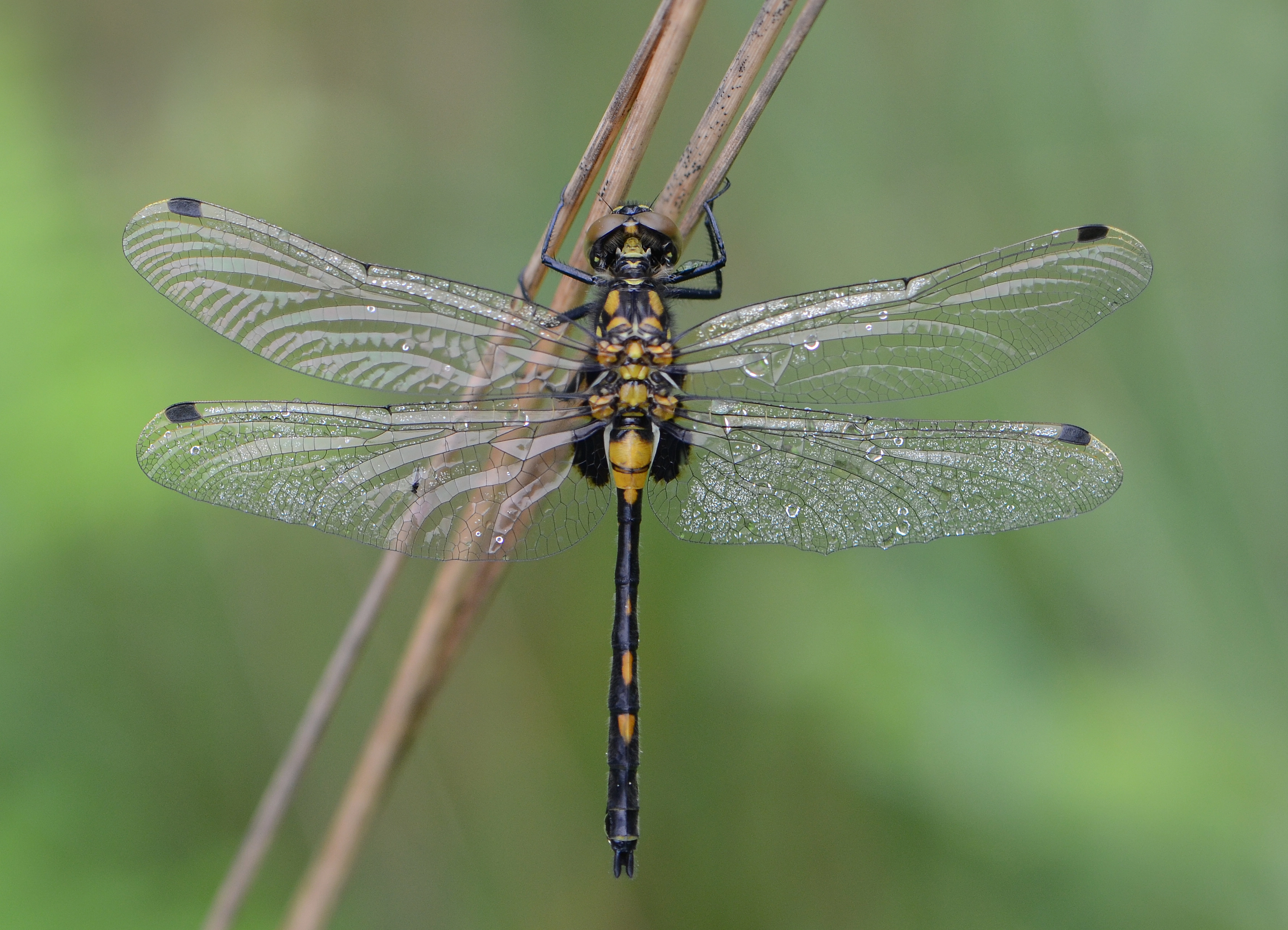 Venwitsnuitlibel Leucorrhinia dubia Galgevenn.jpg